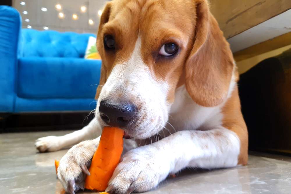 13 Sneaky Ways to Get Your Dog to Eat Vegetables Beagle Care