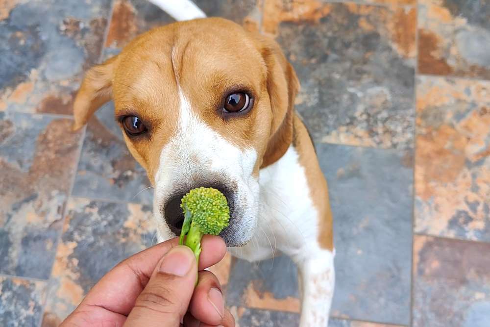 13 Sneaky Ways to Get Your Dog to Eat Vegetables Beagle Care