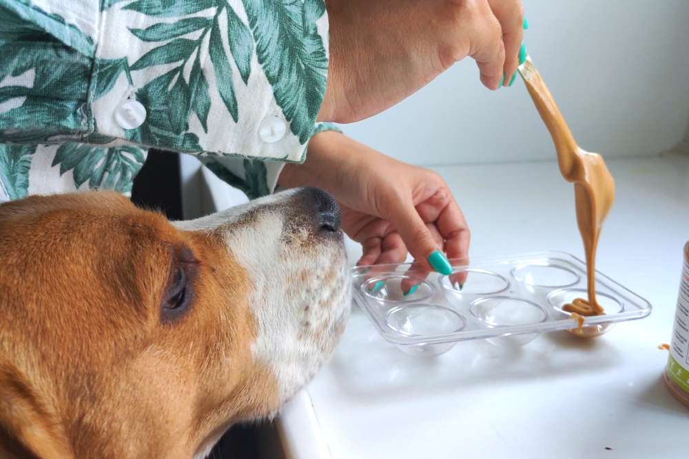 13 Sneaky Ways to Get Your Dog to Eat Vegetables Beagle Care