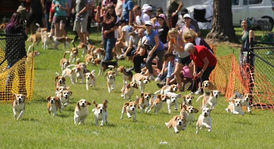 BCQ Lurecoursing Day, Beagles Only Sunday 16th September Beagle