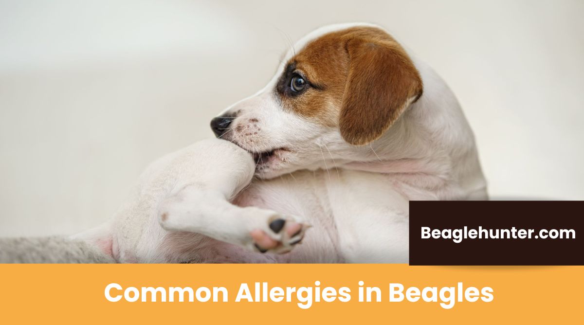 What are Common Allergies in Beagles? Pro Tips to get rid of allergy