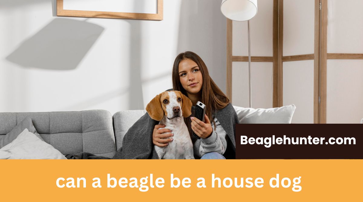 Can a beagle be a house dog? Deal of Beagles as House Pets