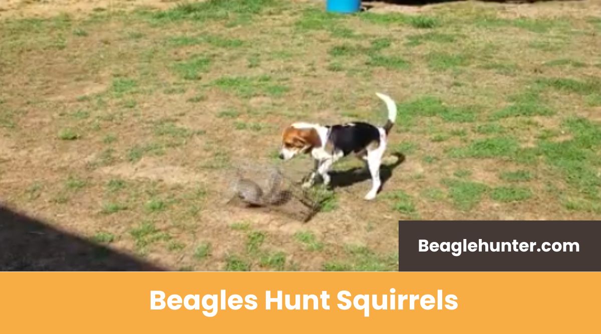 Can Beagles Hunt Squirrels? Bark, Chase, and Everything in Between