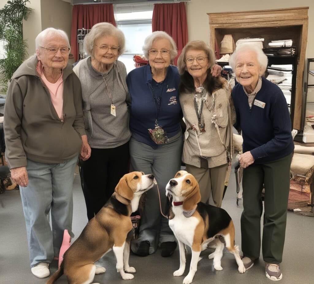 Are Beagles Good Pets for Seniors? Best pet for Golden Years