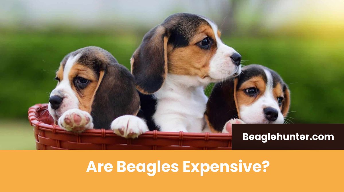 Are Beagles Expensive? An Ultimate money saving guide