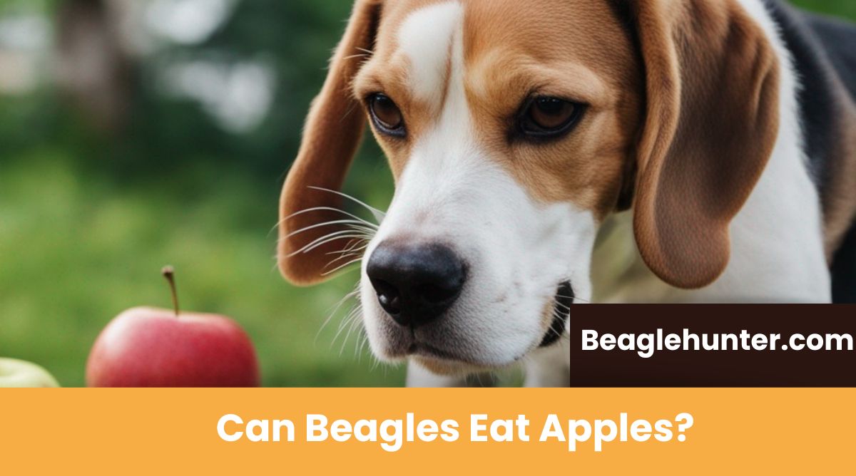 Can Beagles Eat Apples? A Healthy Guide 2023 Beagle Hunter