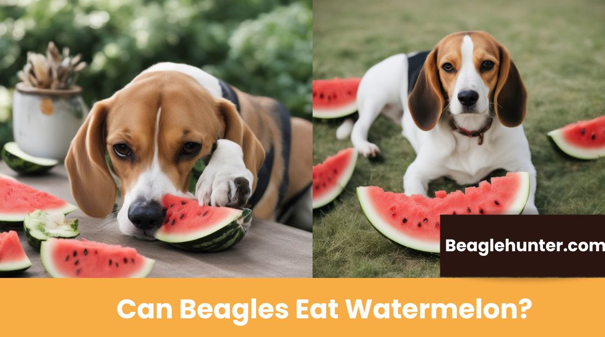 Can Beagles Eat Watermelon? Its Benefits and Risks Beagle Hunter