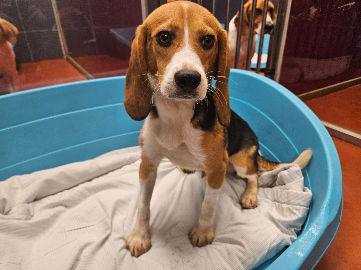 Spring Seattle Beagle Rescue
