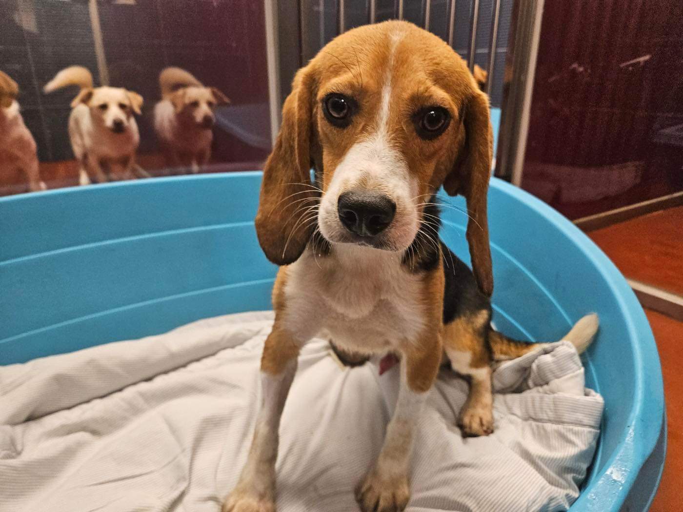 Spring Seattle Beagle Rescue