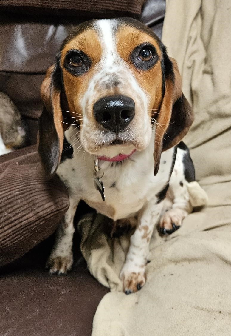 Princess Seattle Beagle Rescue
