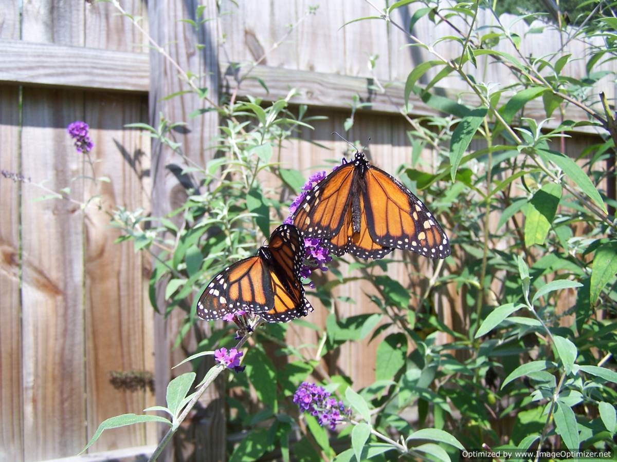 Beagle Ridge Herb Farm