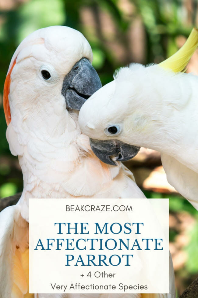 This Is The Most Affectionate Parrot! (+4 Other Affectionate Species)