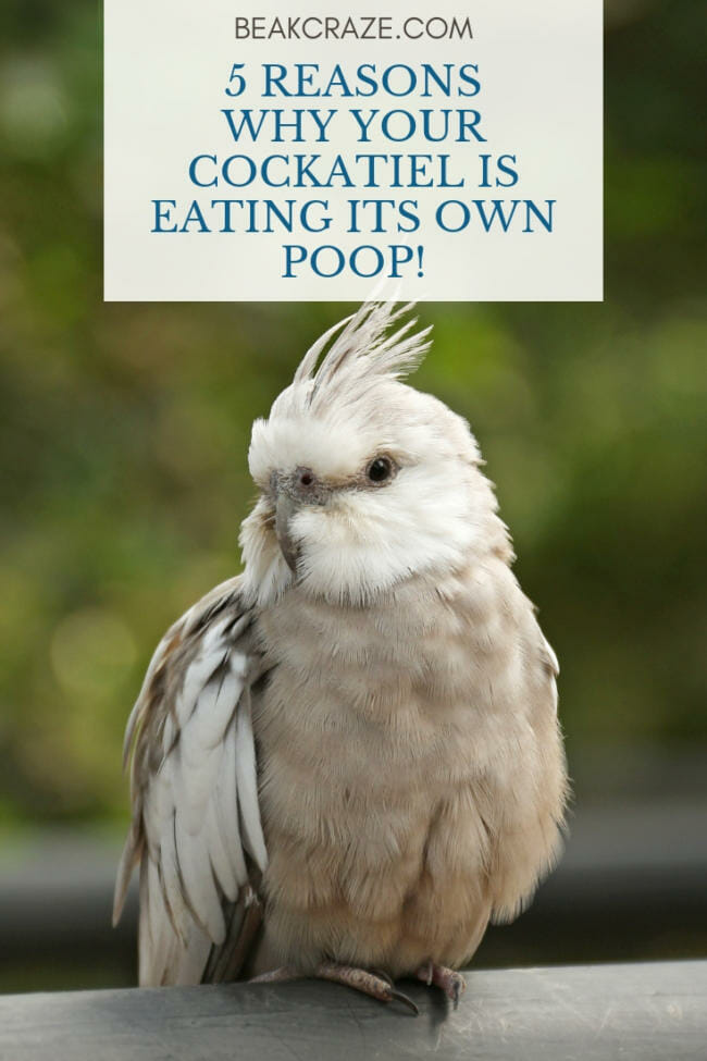 5 Reasons Why Your Cockatiel Is Eating Its Own Poop Beak Craze