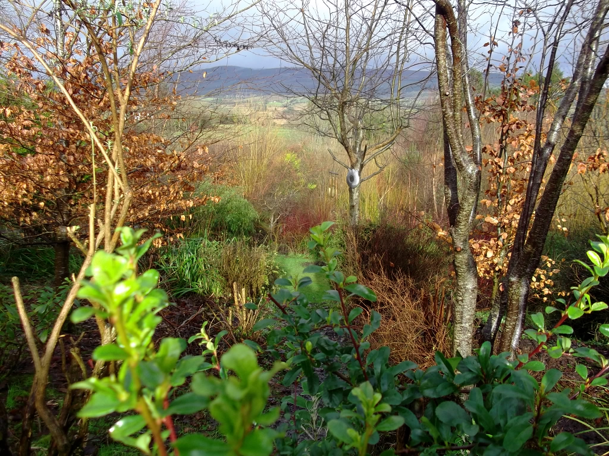 plant trees in ireland