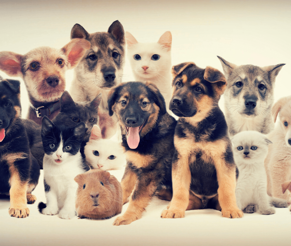 Can You Make Money Pet Sitting? Yes You Can! Money Making Mama