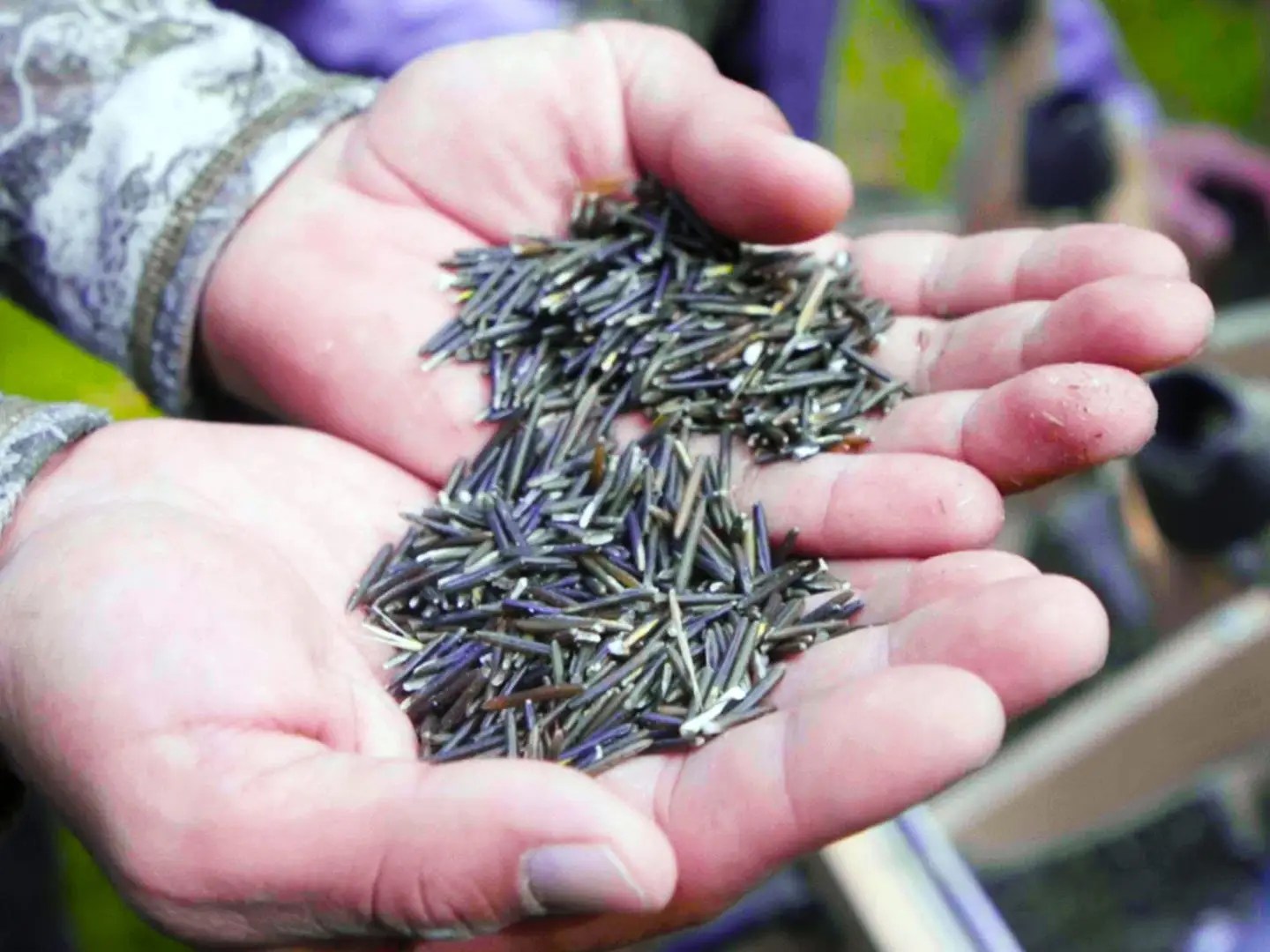 Why Manoomin Wild Rice Is So Expensive 'Business Insider' News