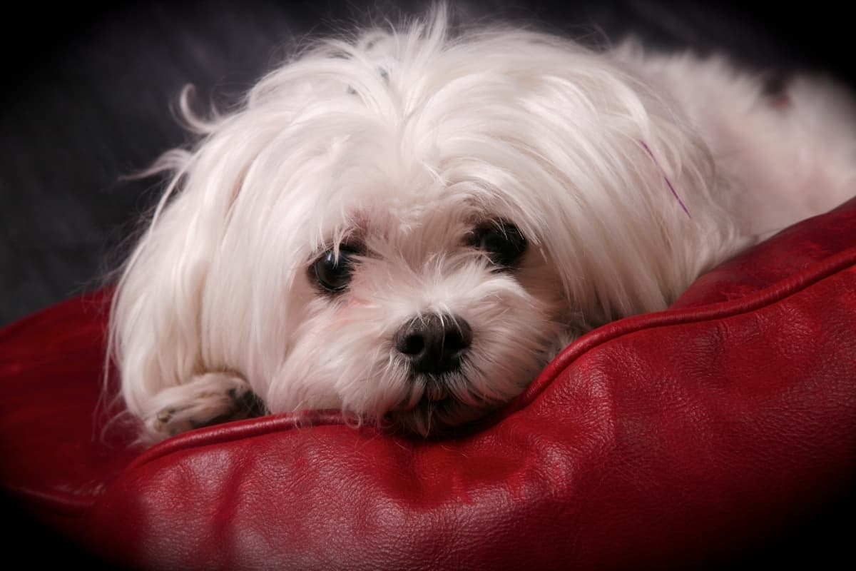 Are Bean Bags Good For Your Dog? Answers To All Questions Beanbagideas