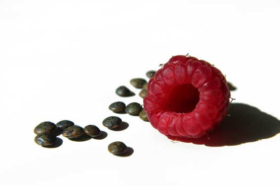 RaspberryLentilRhapsody Das HimbeerlinsenLiedchen Bean Beat