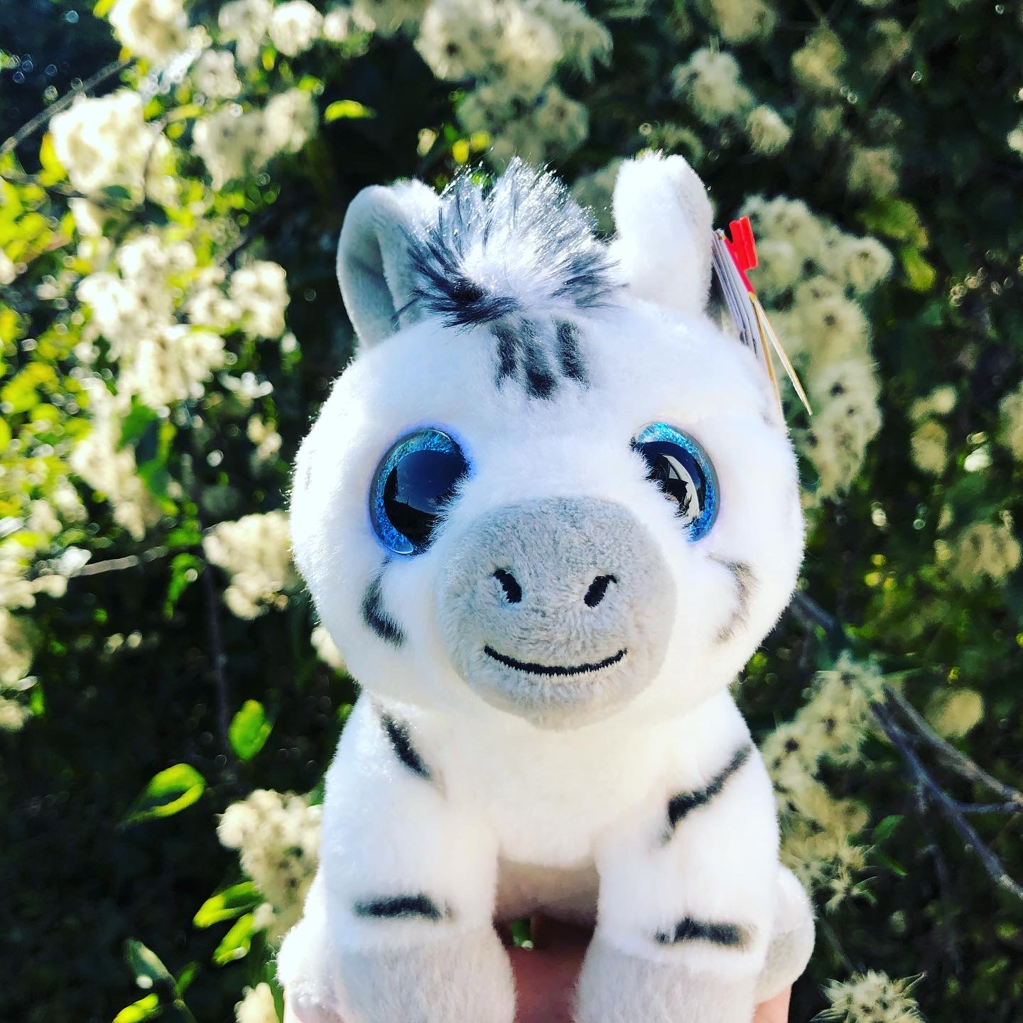 zebra beanie boo