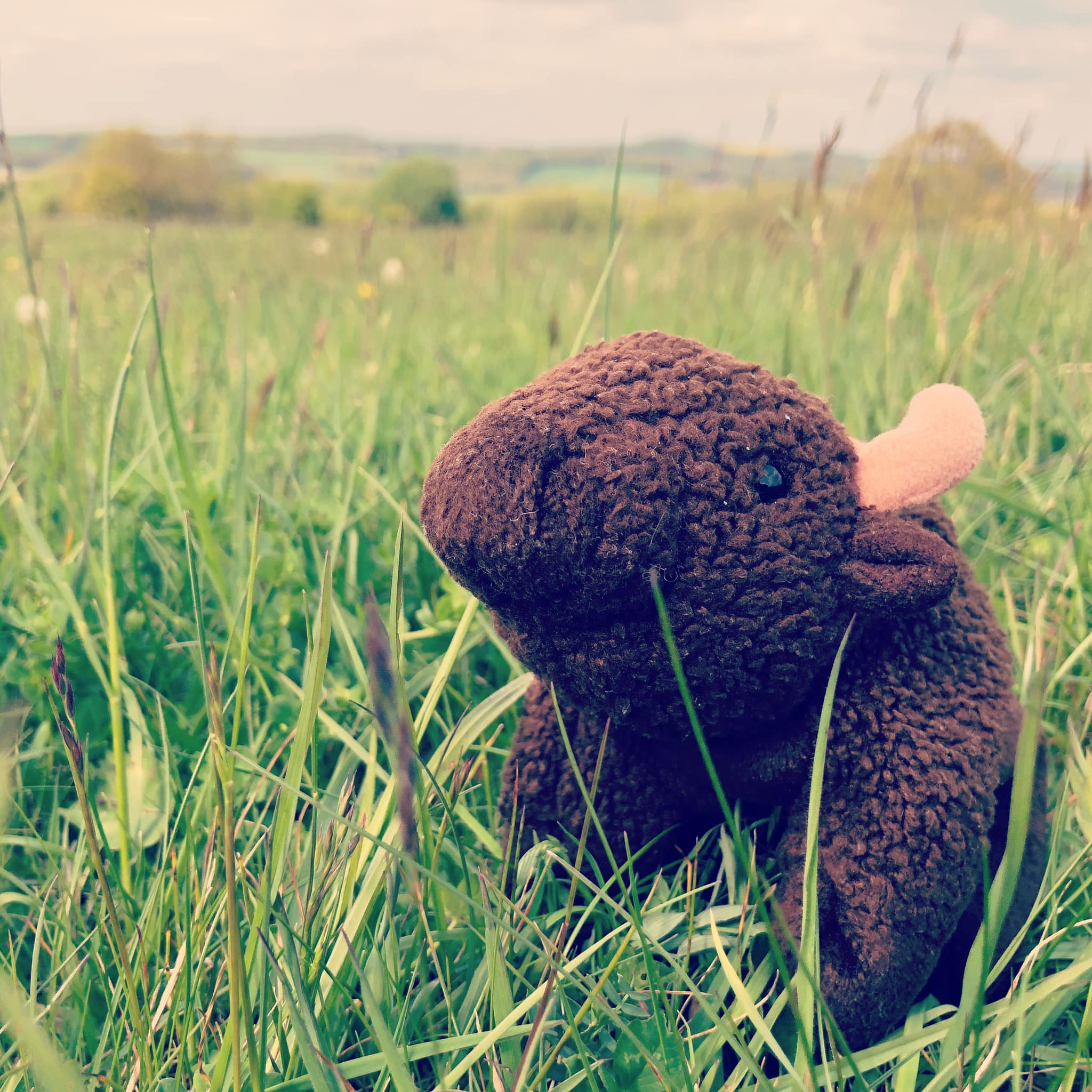 Beaniepedia Beanie Babies online database Beanie Babies online database