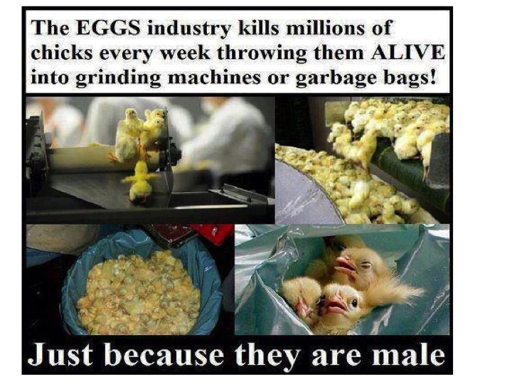 Beantown Kitchen Animals Beantown Kitchen