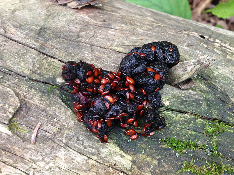 Black Bear Scat Identification