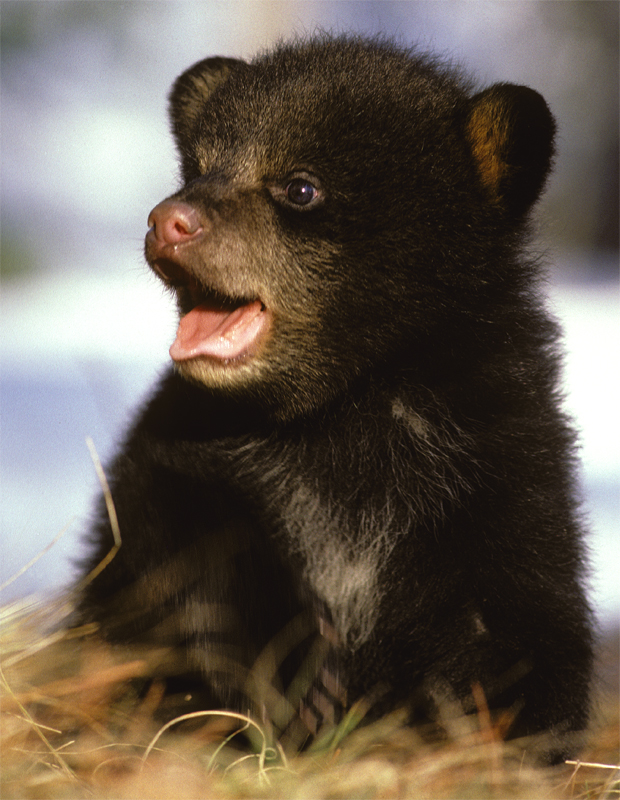 Baby Black Bears
