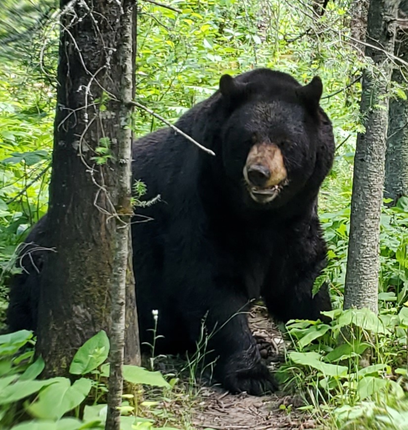 Bear News June 28, 2021 North American Bear CenterNorth American Bear Center