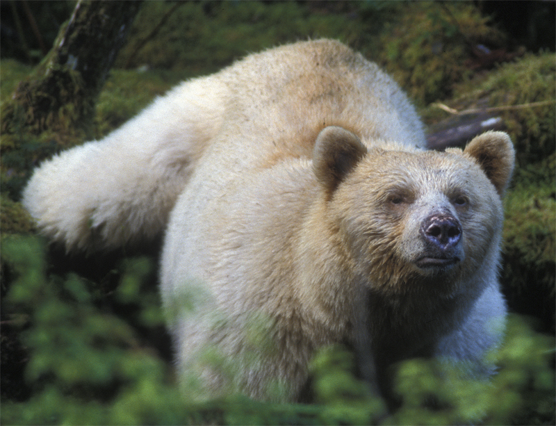 Black Bear Color Phases North American Bear Center