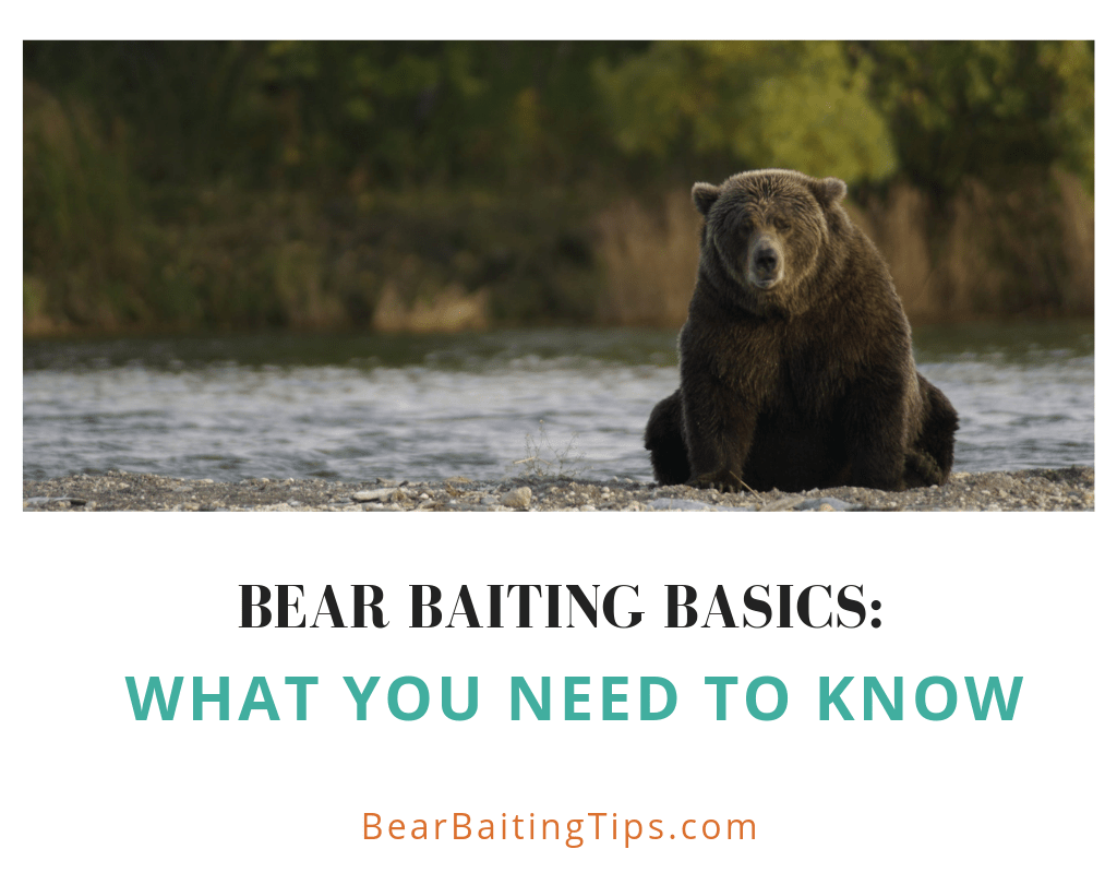 Bear Baiting Basics What You Need to Know Bear Baiting Tips