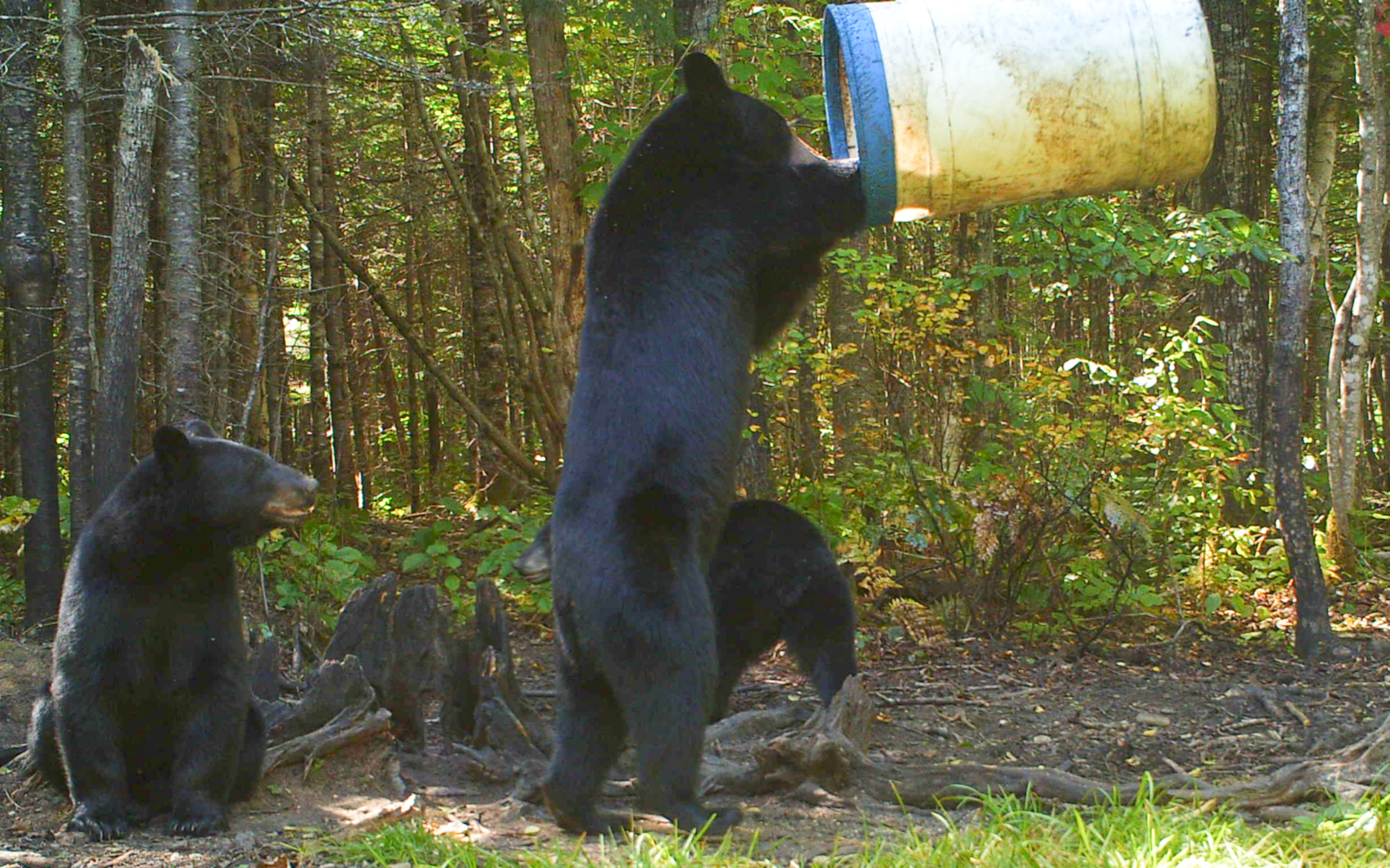 How Long Does It Take for a Bear to Find Bait? Bear Baiting Tips