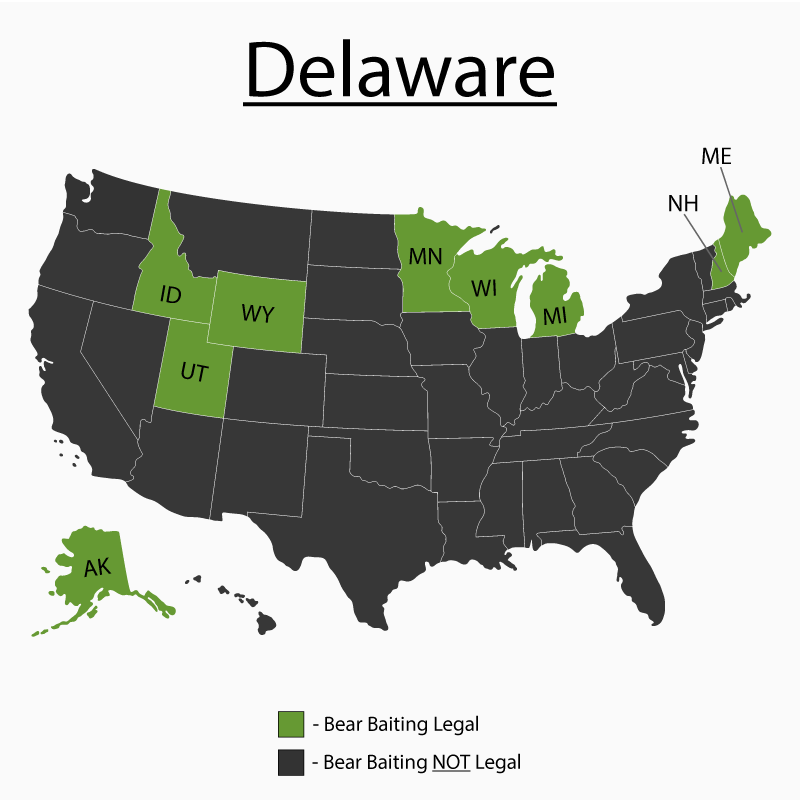 Can You Bait Bear in Delaware? Bear Baiting Tips
