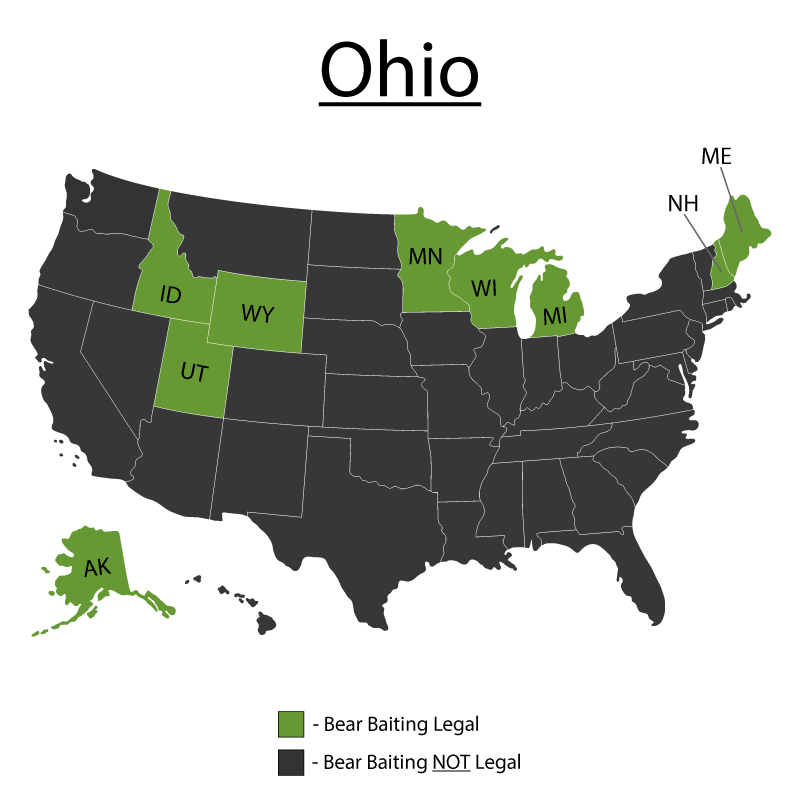 Can You Bait Bear in Ohio? Bear Baiting Tips