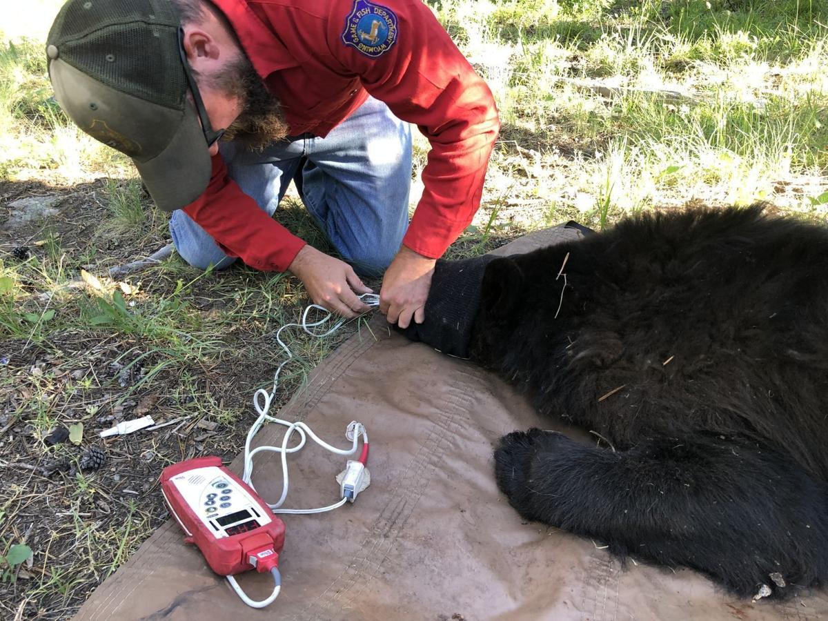 Bear Baiting Basics What You Need to Know Bear Baiting Tips