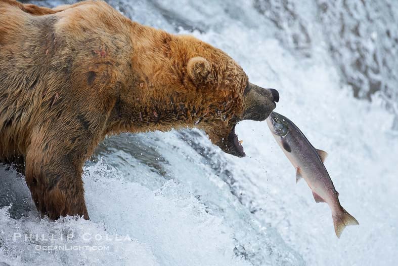 Watch Brown Bears Eating Salmon Live cam Bear Blend