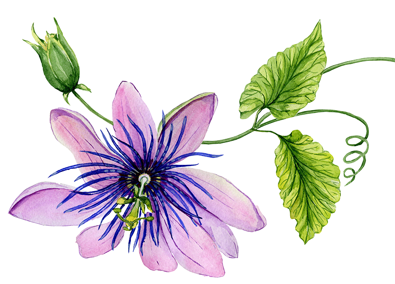 Passion Flower Plant Drawing