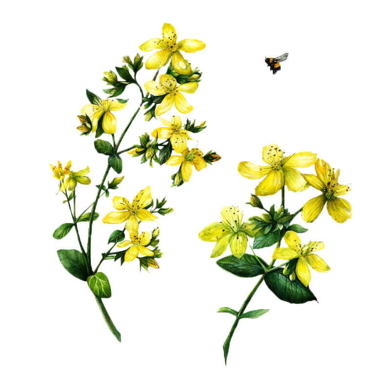 Saint Johns Wort Bear Blend