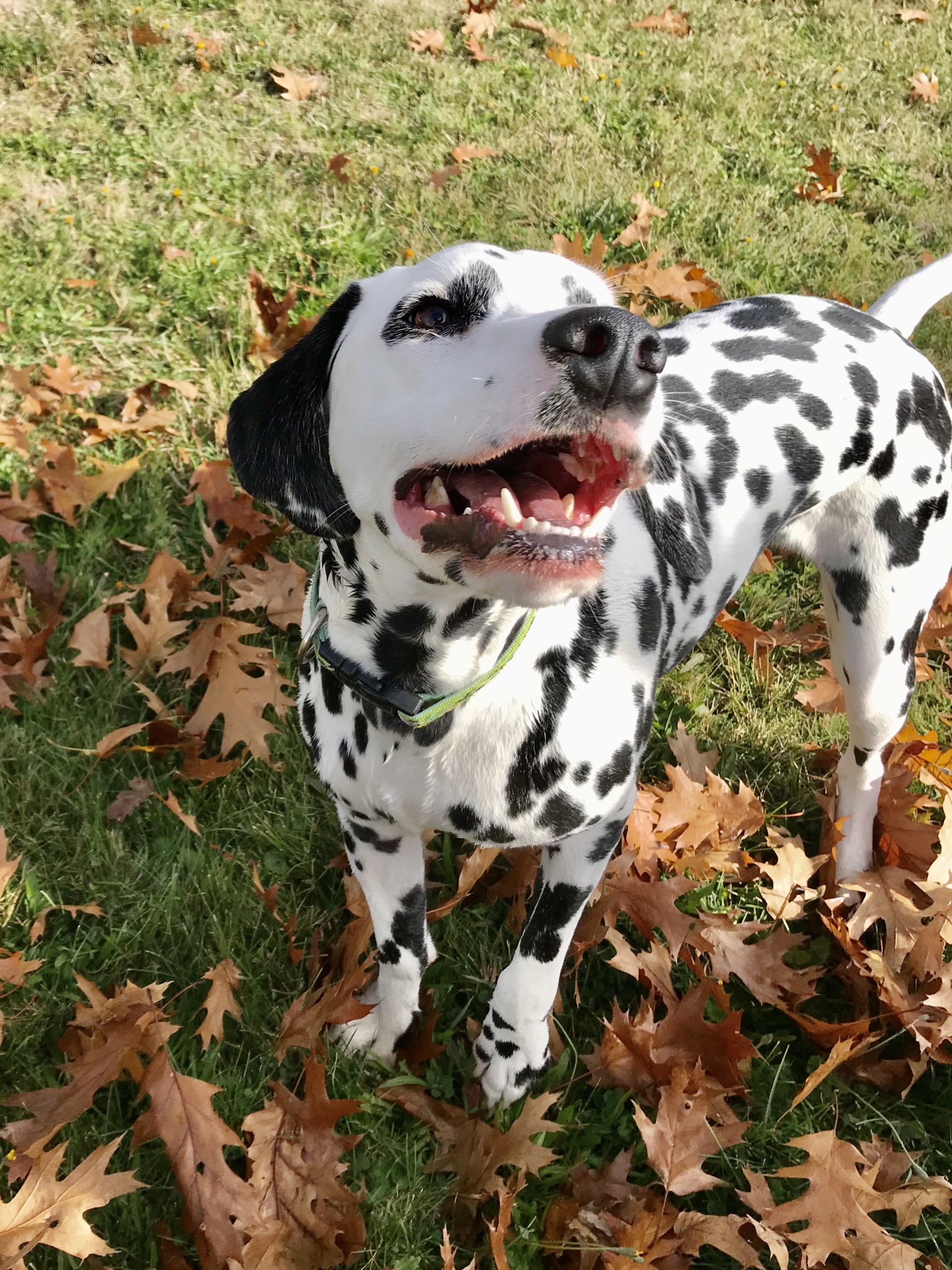Pet Boarding Bangor, ME Bear Brook Kennel