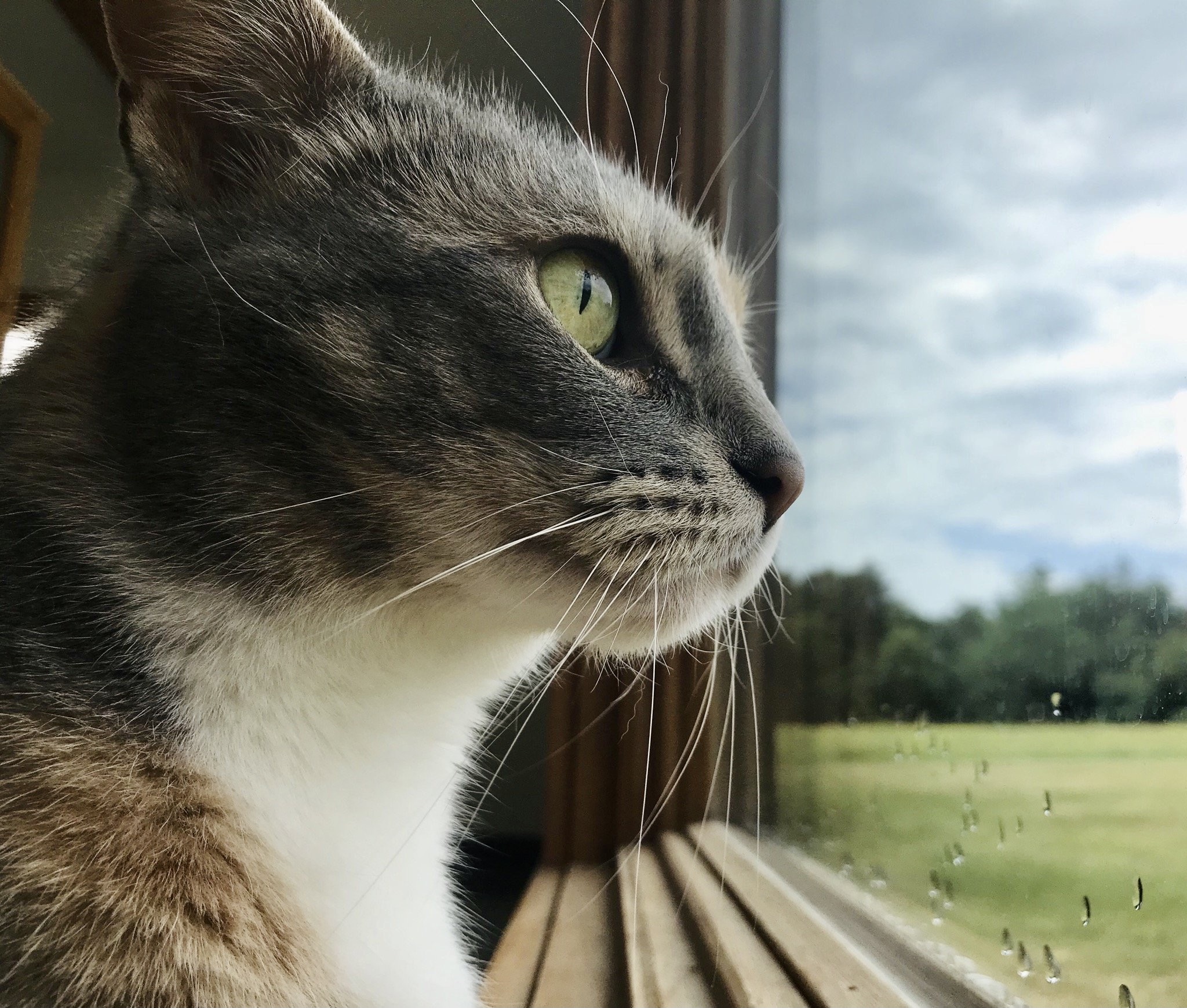 Animal Boarding Bangor, ME