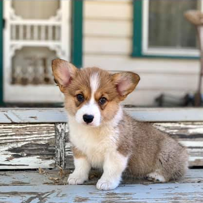 Meet The Crew – Bear Creek Corgis