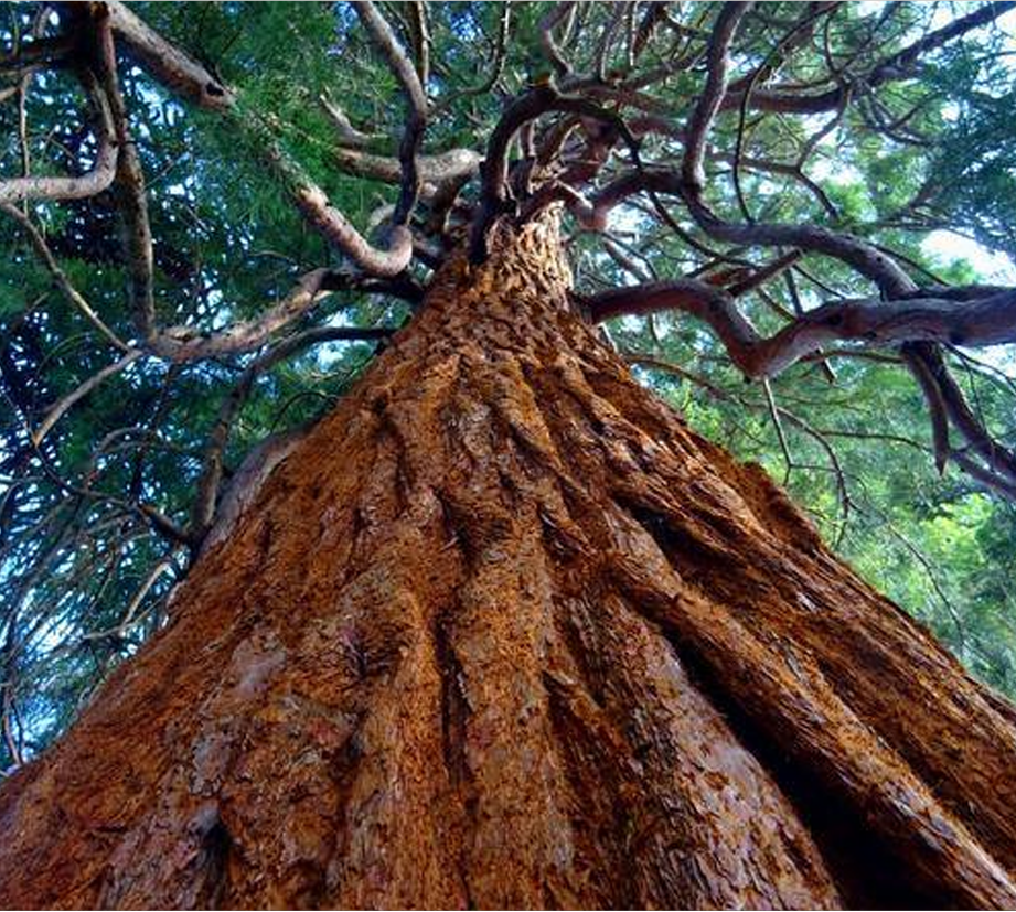 Tree Trimming & Removal Services Englewood CO Bear Creek Tree Service