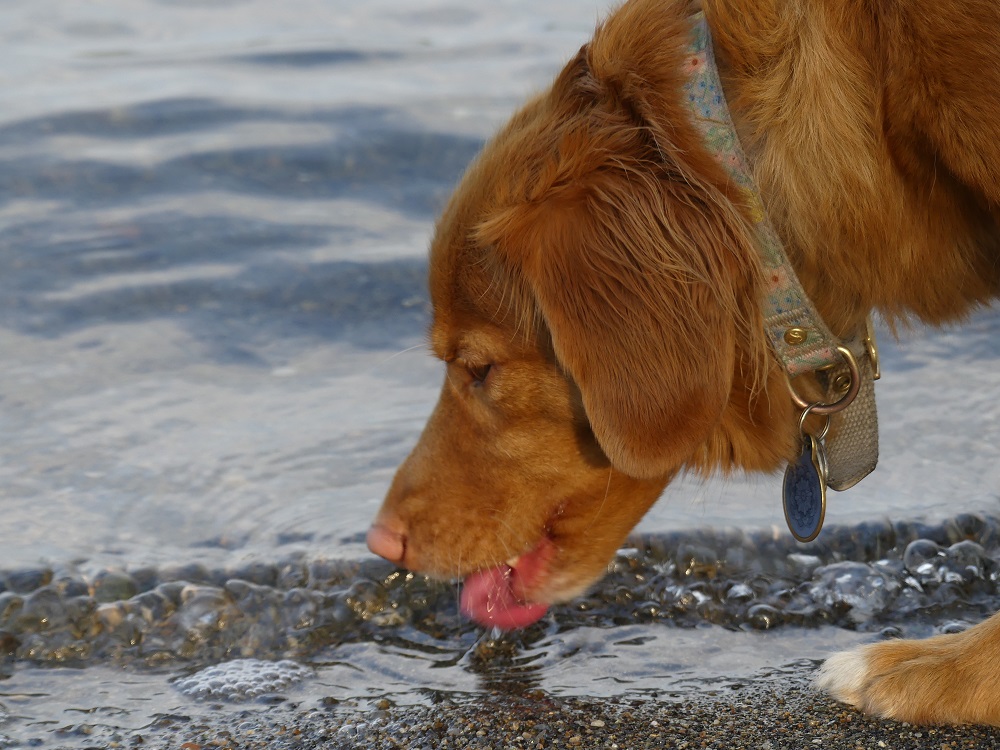 Watson & Morley Lake Living the Dream