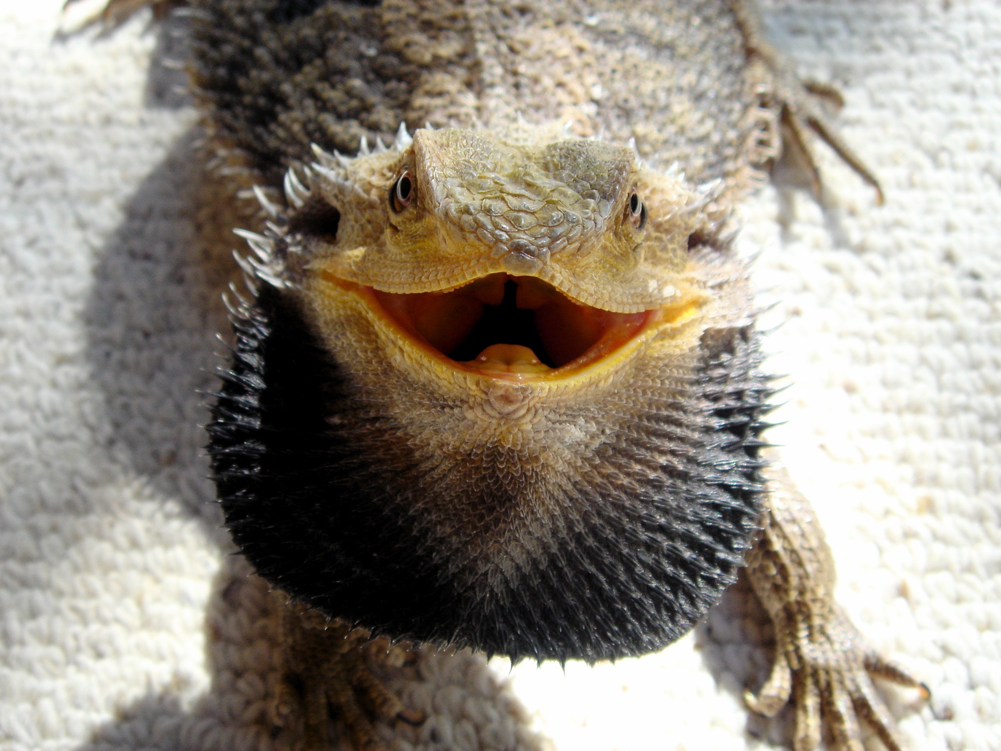 10 MustHave Bearded Dragon Products for Beginner Pet Owners