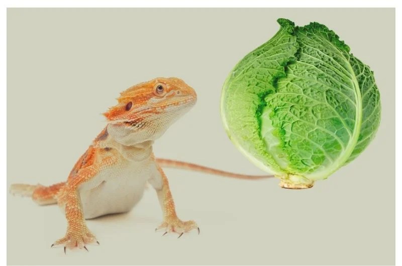 Can bearded dragons eat cabbage? bearded dragon diet