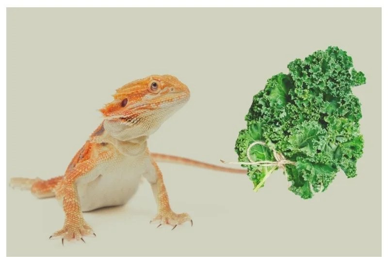 Bearded dragon can eat cabbage Detailed instructions