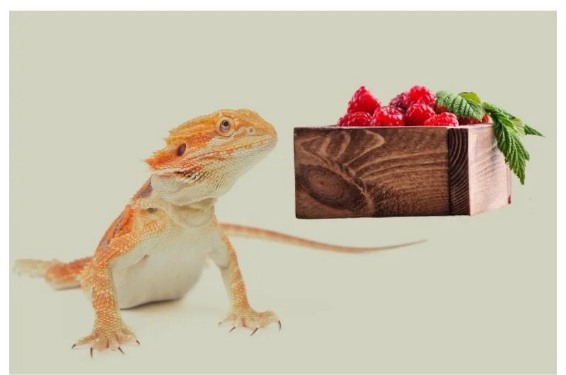 Can Bearded Dragons Eat Raspberries Bearded Dragons Diet
