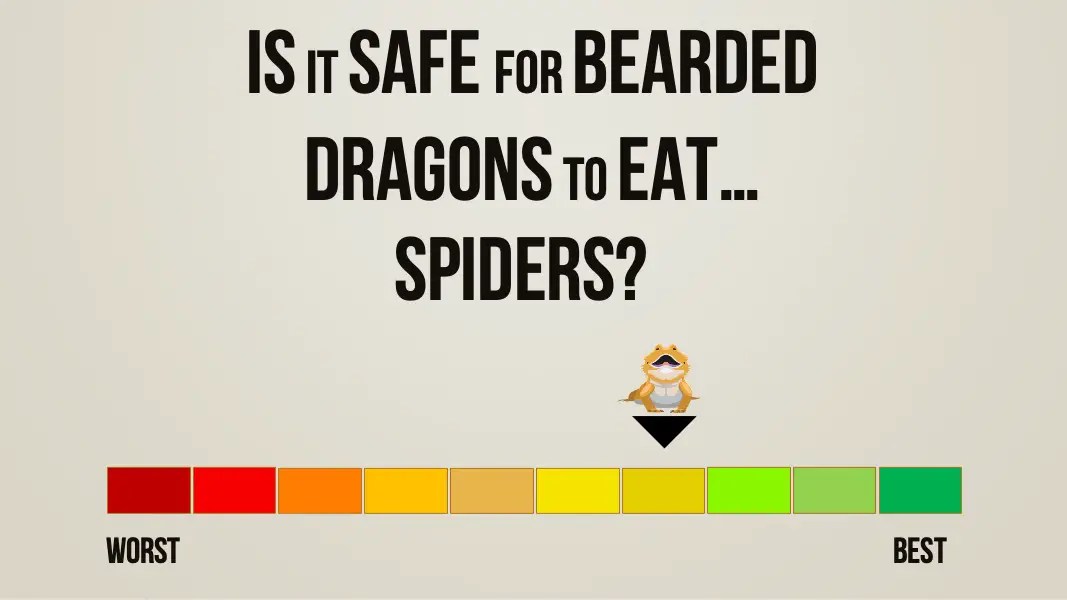 Can Bearded Dragons Eat Spiders? (See What Happens)