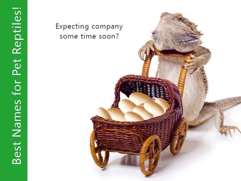 Best Bearded Dragon Names Find the Perfect Match