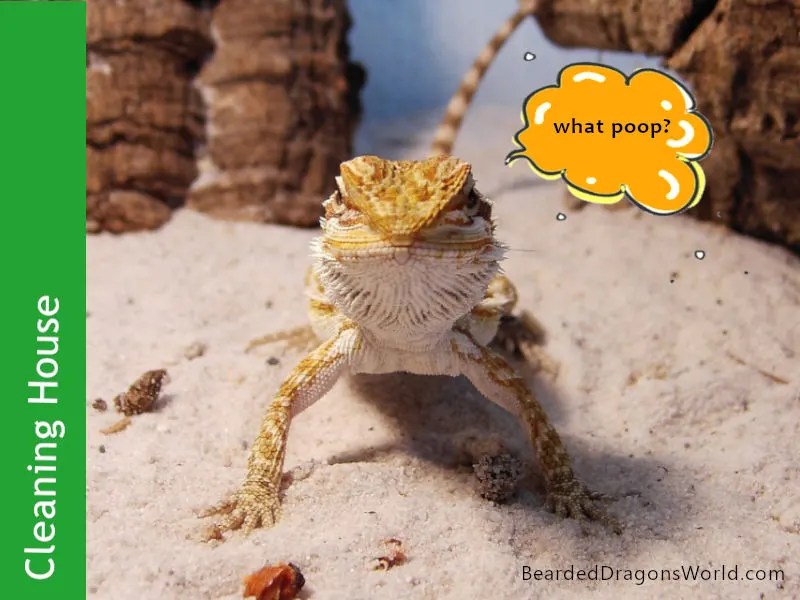 18 How Often To Clean Bearded Dragon Tank? Quick Guide