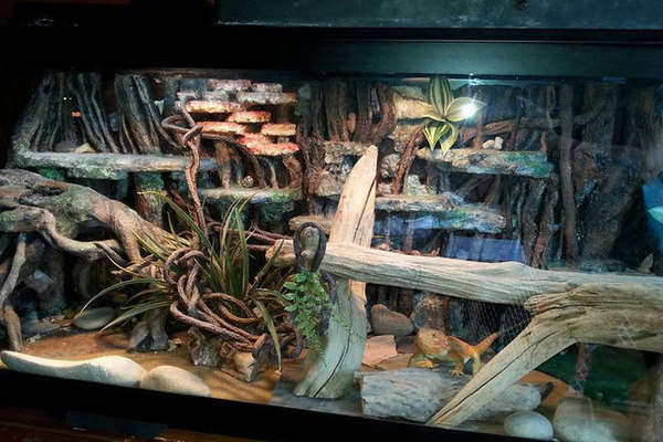 Bearded Dragon Tank Setup
